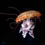 steele-grasza-CQKqcMHkiuM-unsplash